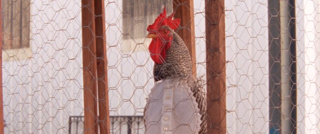 Still from Volume 1: The Restless One, The Story of the Cockerel and the Fire